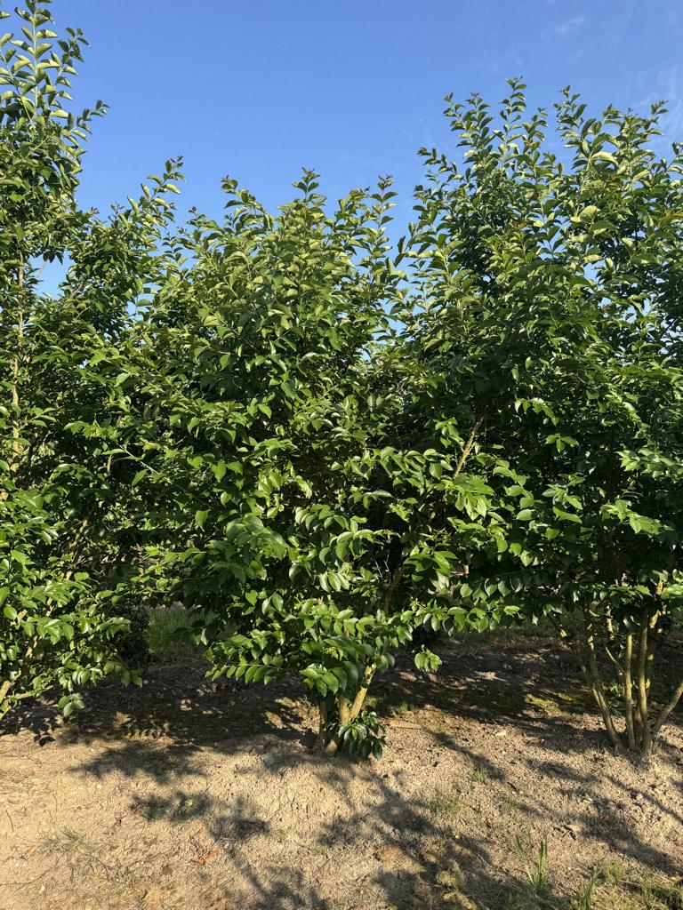 Lagerstroemia 'Natchez'