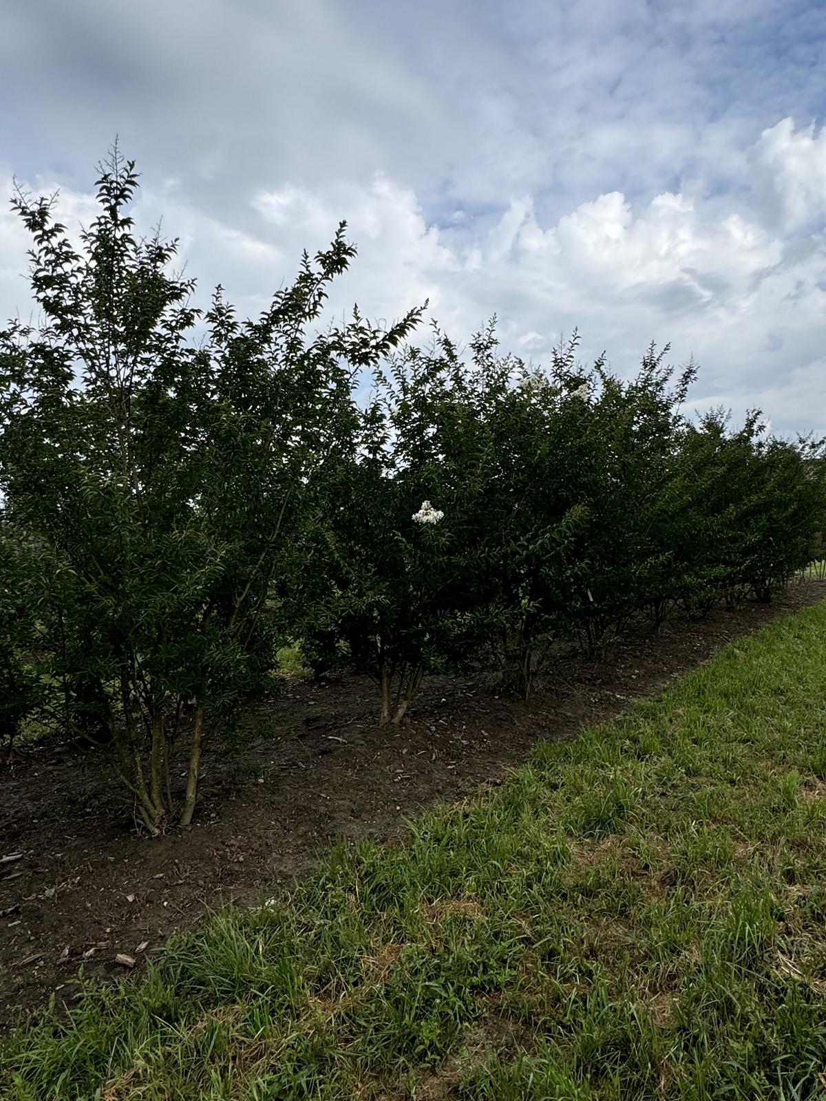 Lagerstroemia 'Natchez'