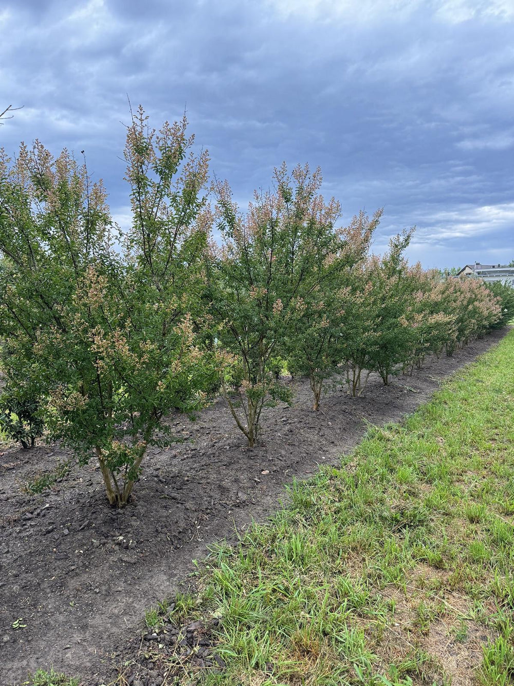 Lagerstroemia indica 'Rosea'