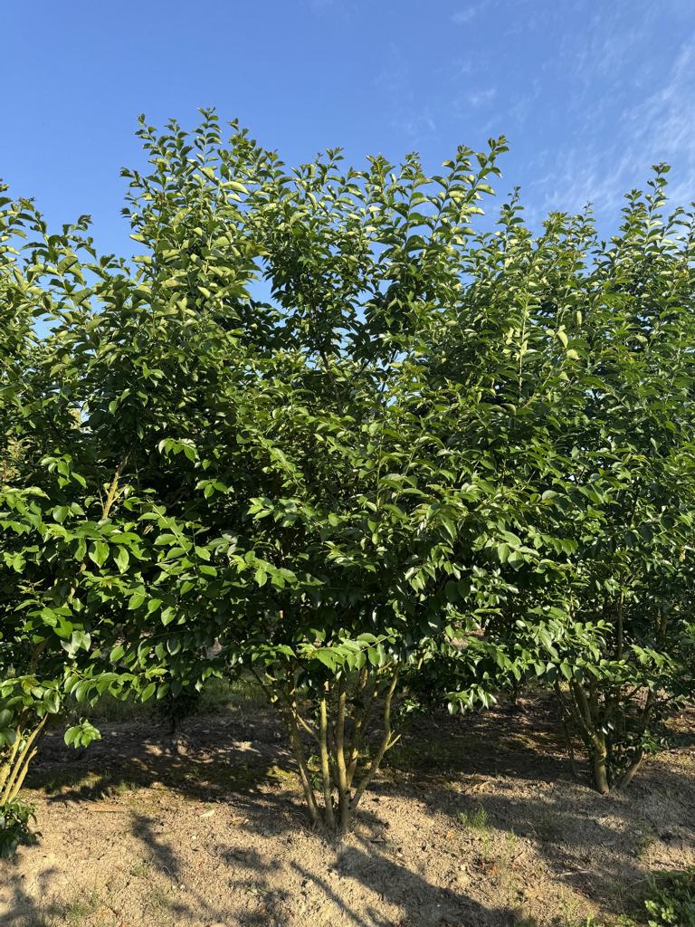 Lagerstroemia indica 'Rosea'