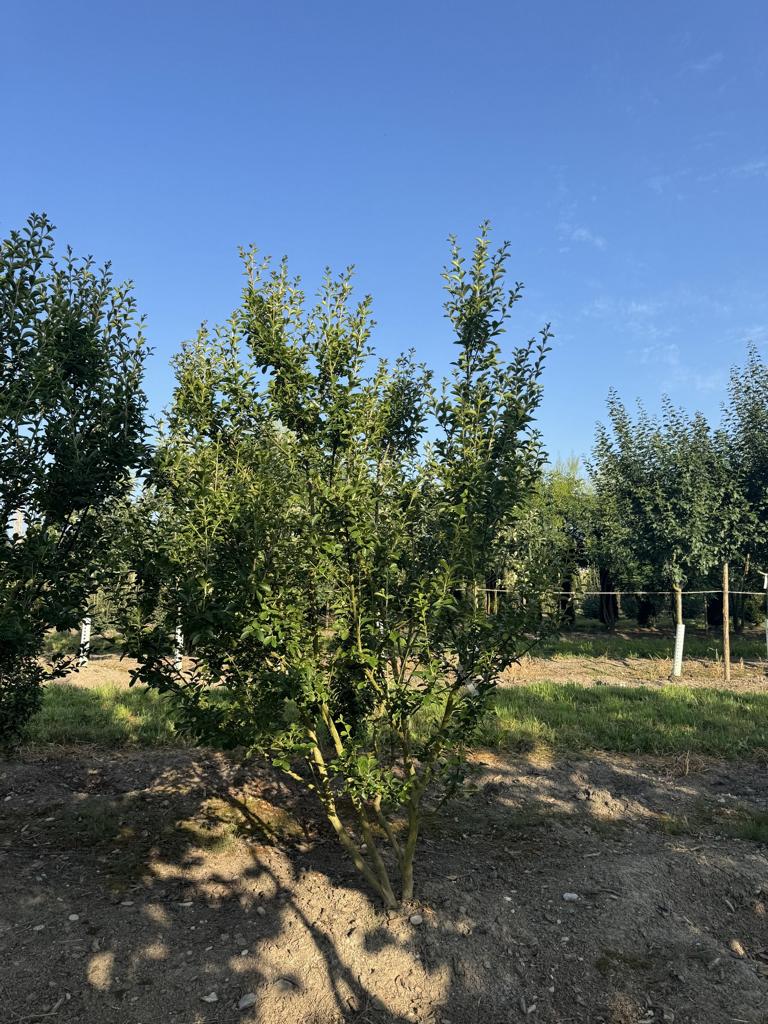 Lagerstroemia indica 'Rosea'