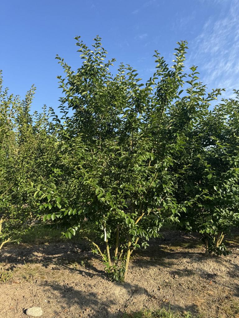 Lagerstroemia indica 'Rosea'