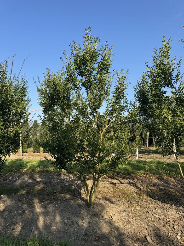 Lagerstroemia indica 'dunkelrosea / rose foncé'