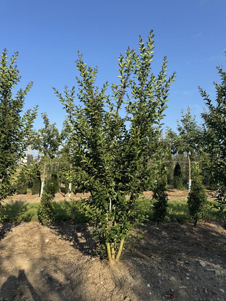 Lagerstroemia indica 'dunkelrosea / rose foncé'
