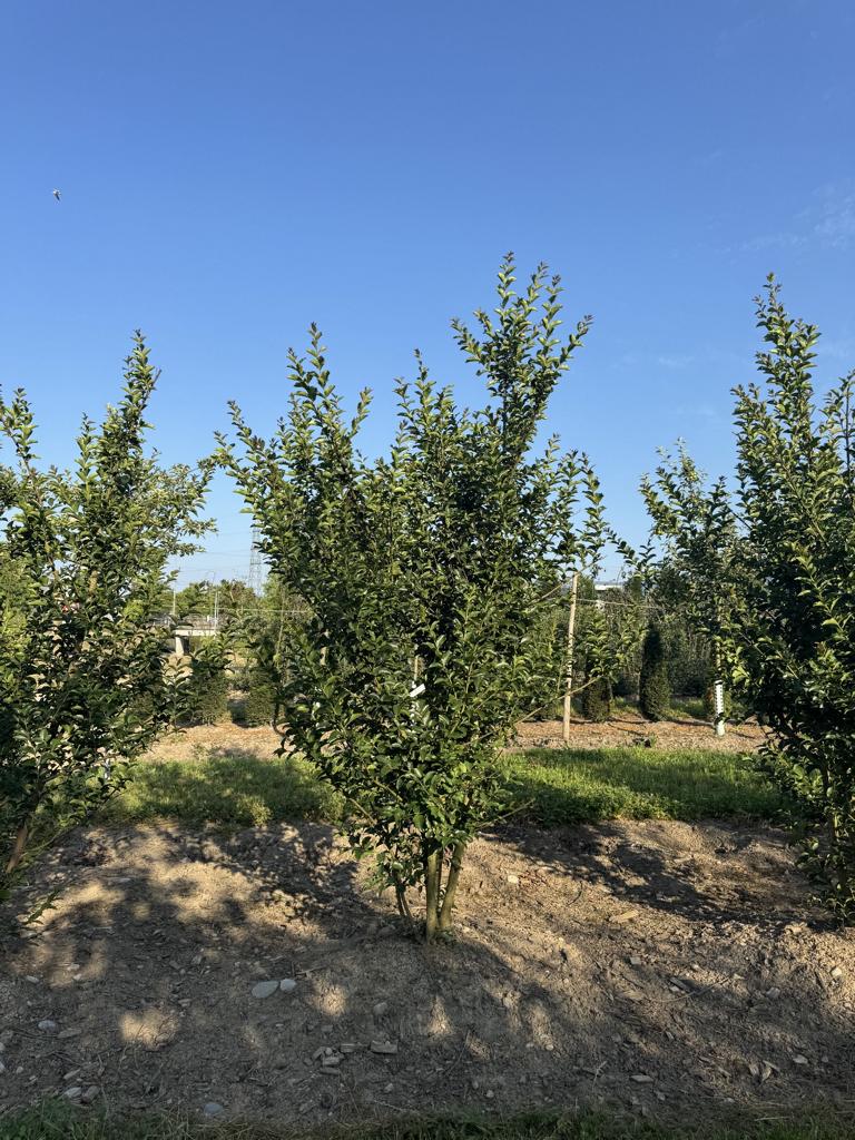 Lagerstroemia indica 'dunkelrosea / rose foncé'