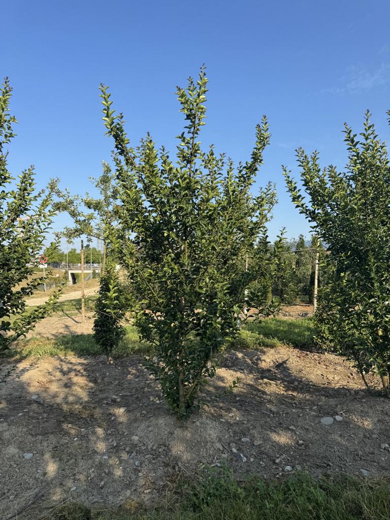Lagerstroemia indica 'dunkelrosea / rose foncé'