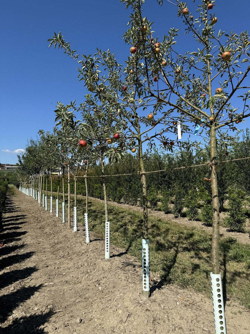 Malus domestica 'James Grieve'