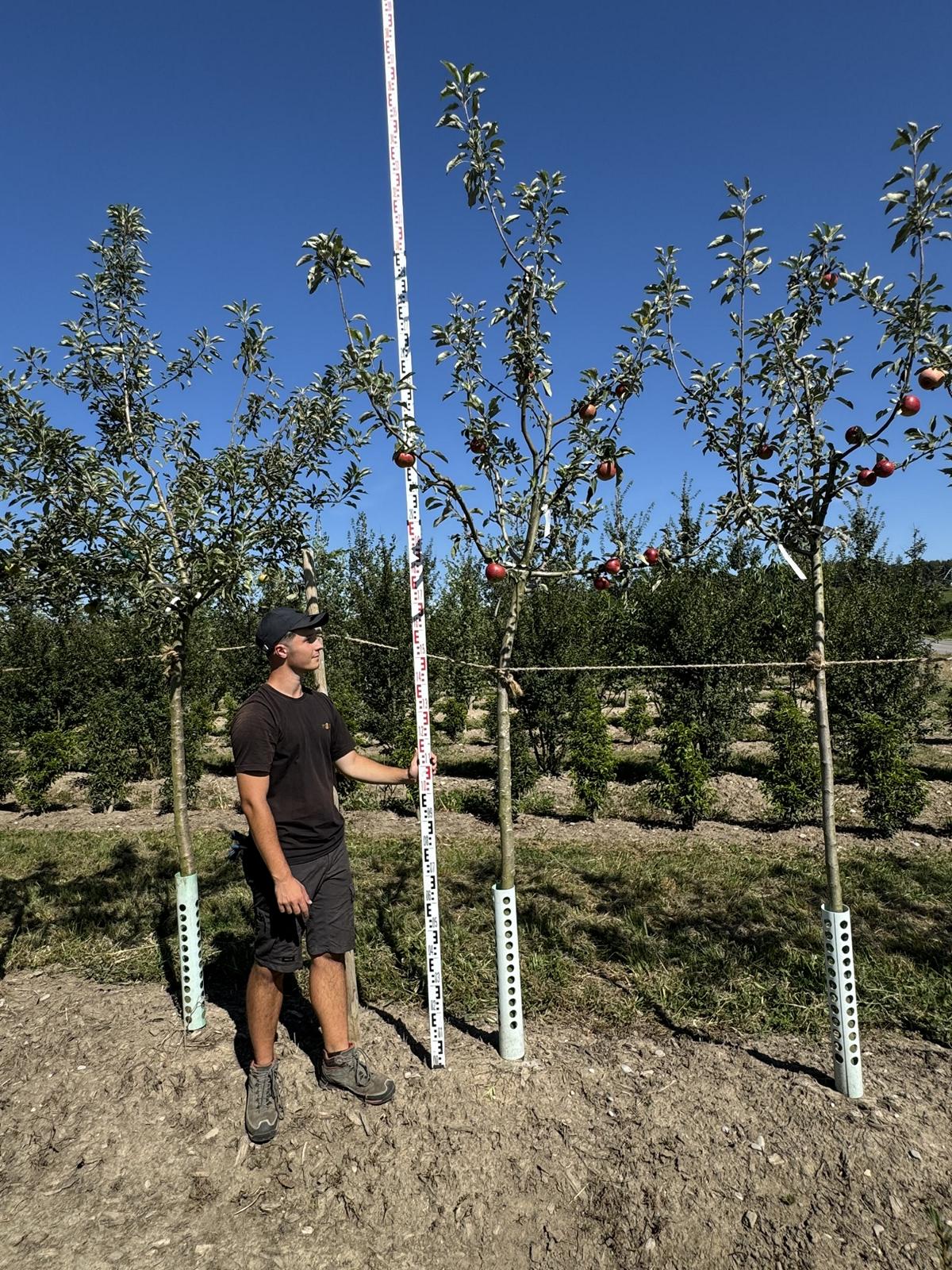 Malus domestica 'Primerouge'