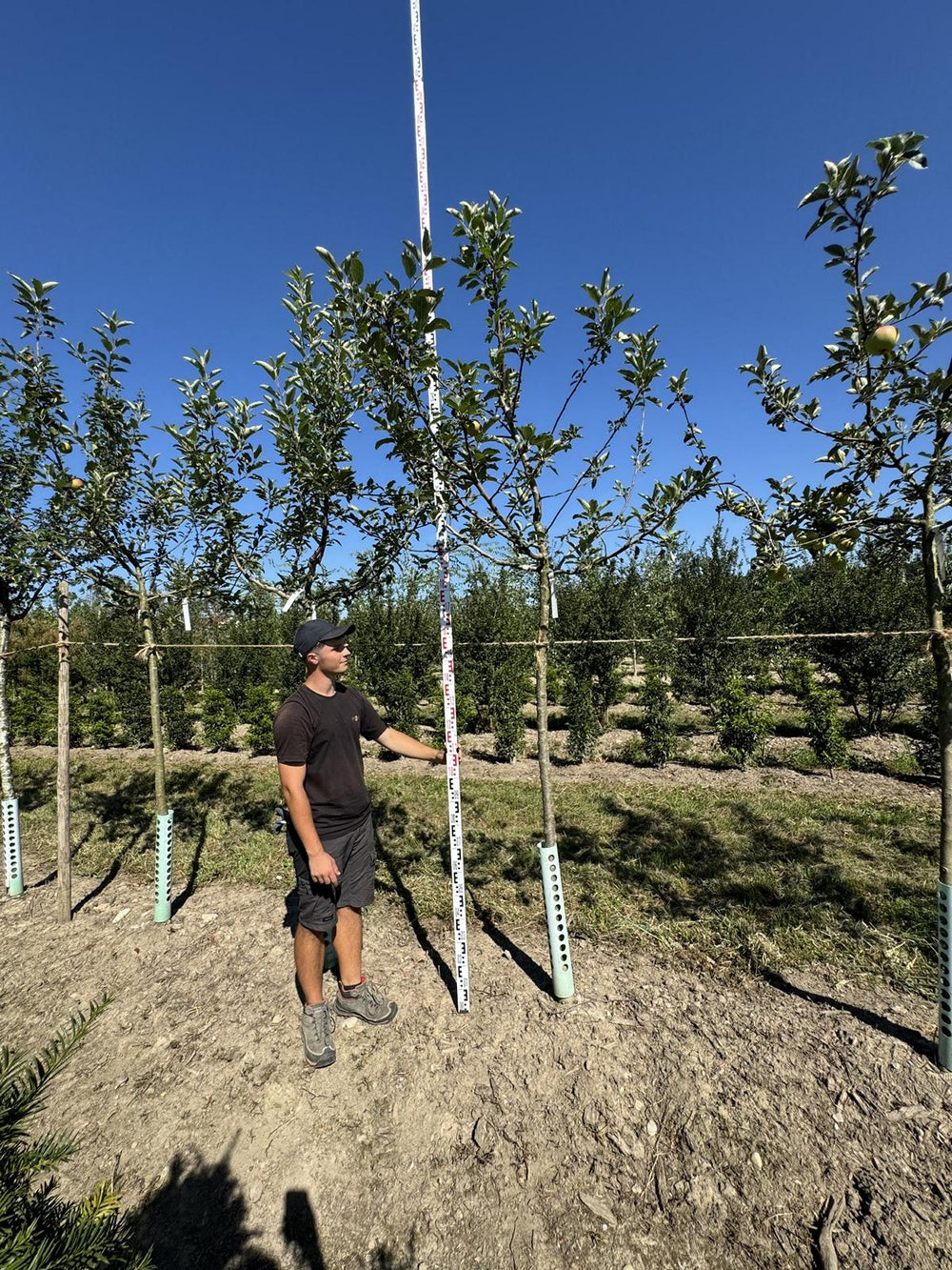 Malus domestica 'Idared'