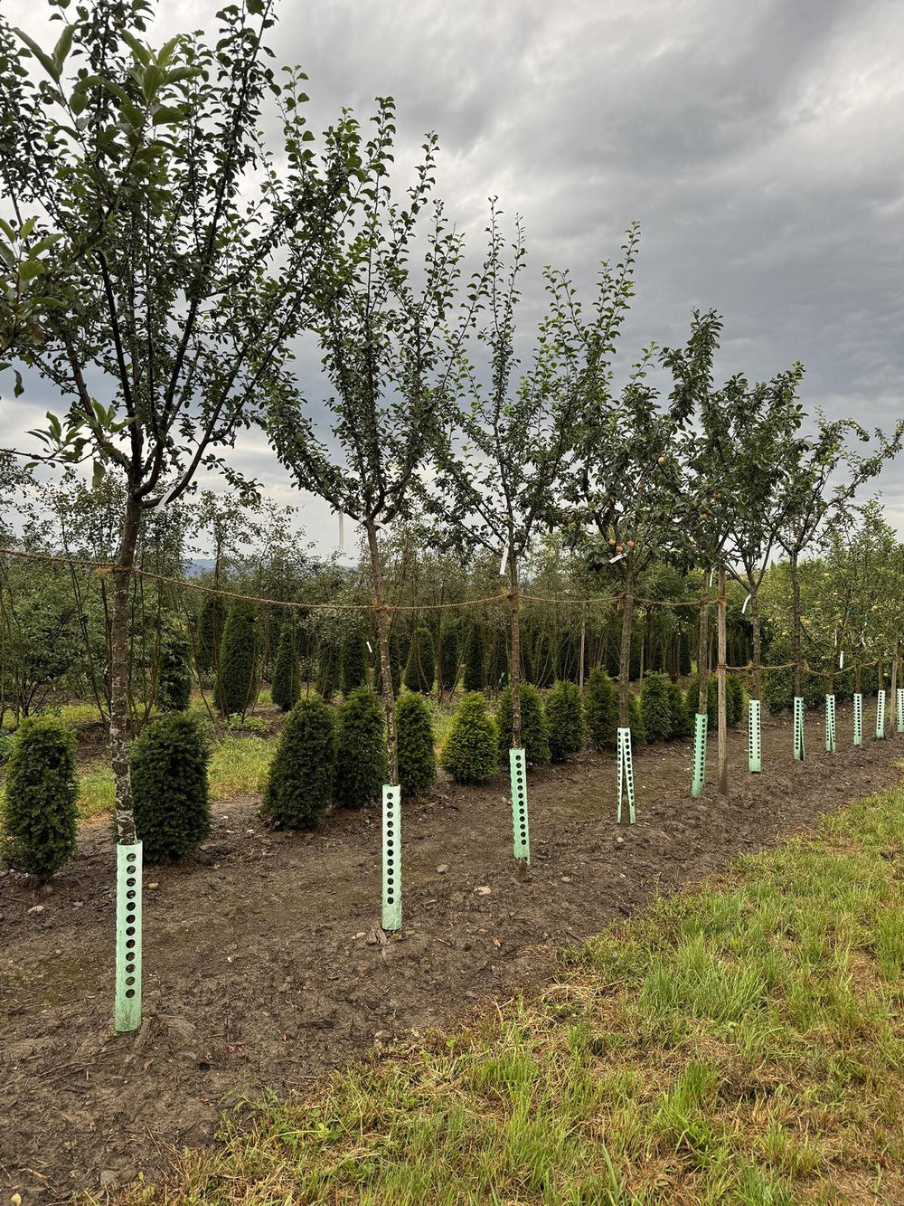 Prunus domestica 'Damassine'