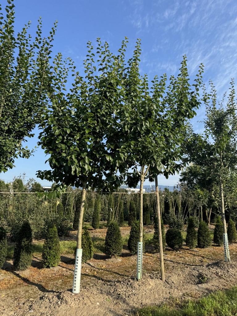 Prunus domestica 'Grosse Grüne Reine Claude'