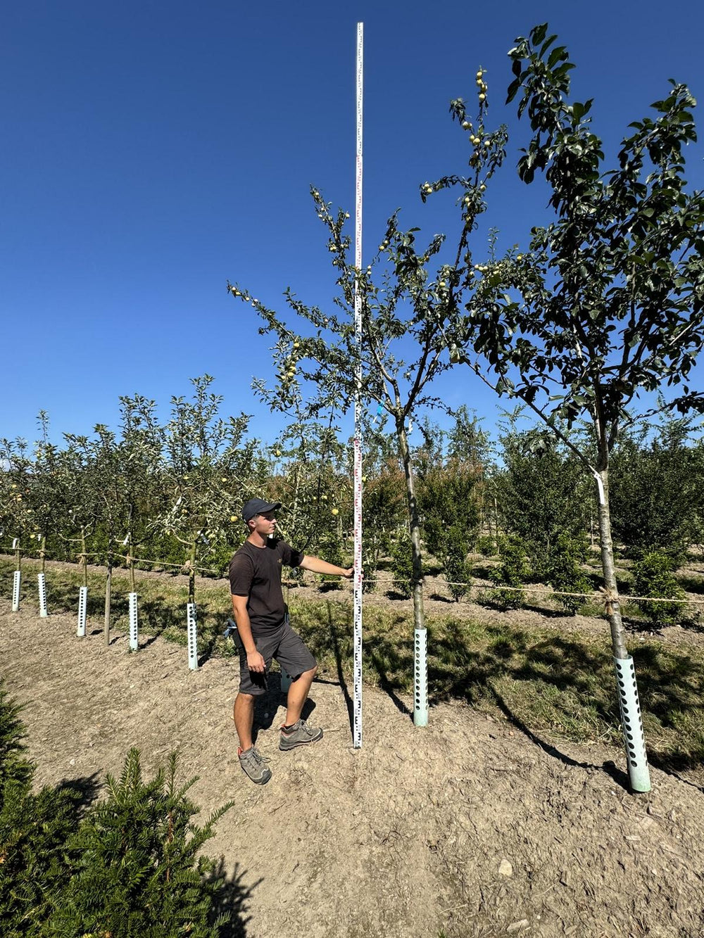 Malus domestica 'Jonagold'