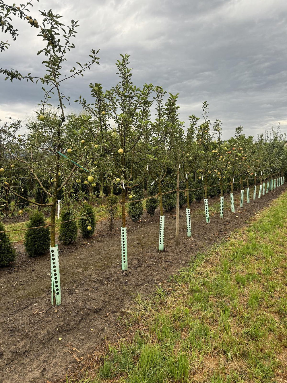 Malus domestica 'Jonagold'