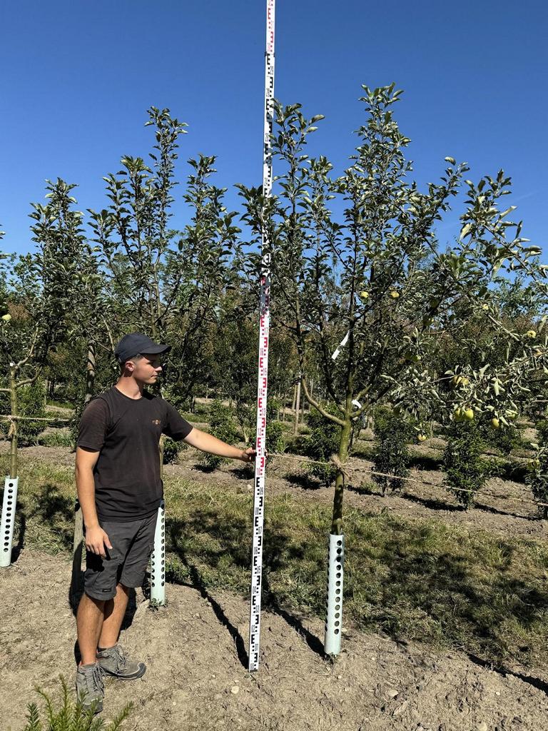 Malus domestica 'Berner Rosen'