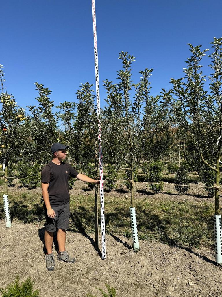 Malus domestica 'Berner Rosen'