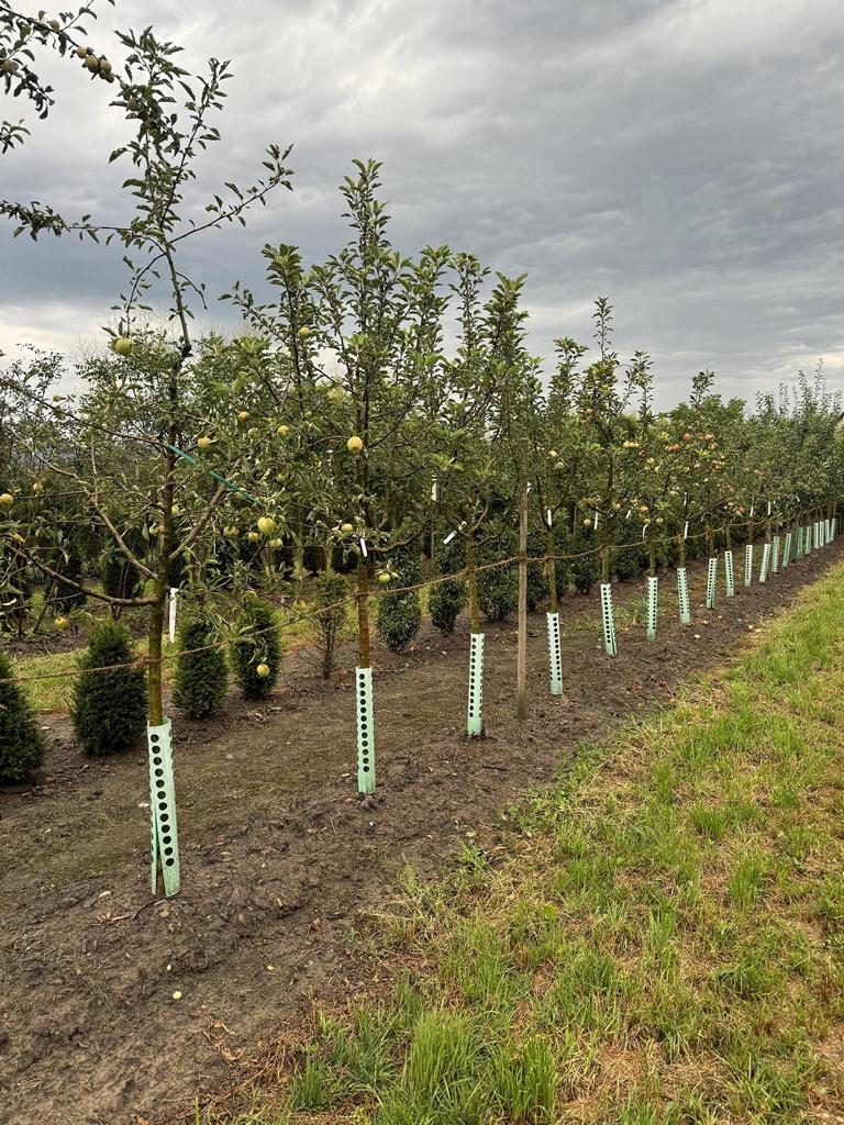 Malus domestica 'Berner Rosen'