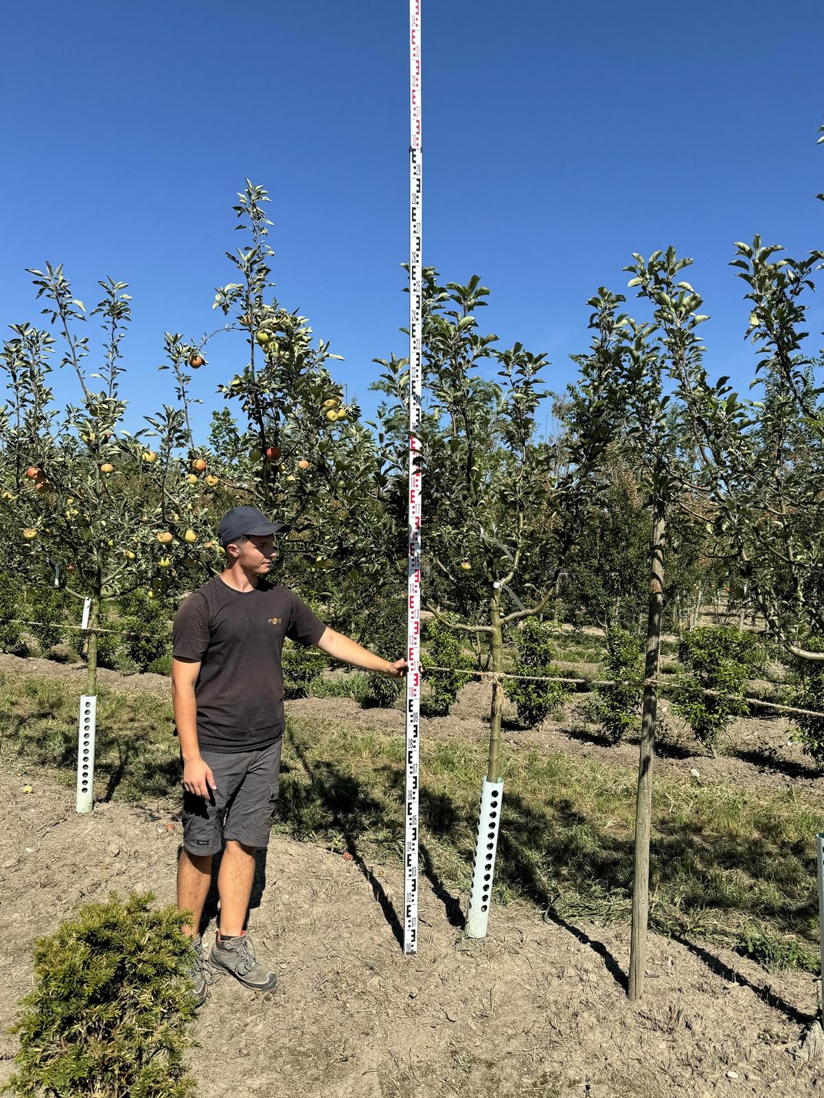 Malus domestica 'James Grieve'