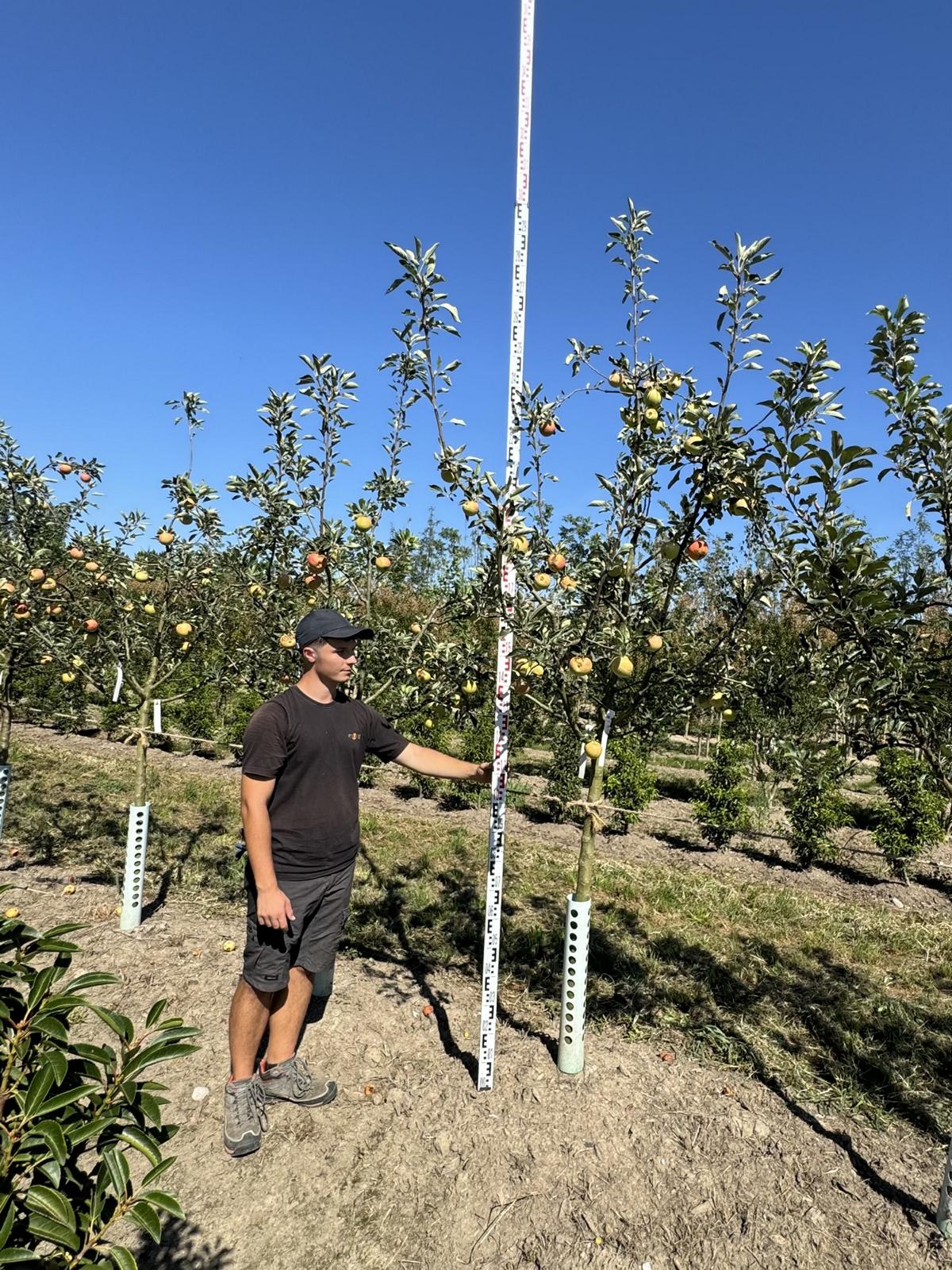 Malus domestica 'James Grieve'