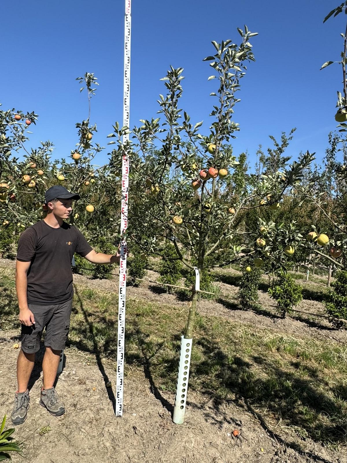 Malus domestica 'James Grieve'