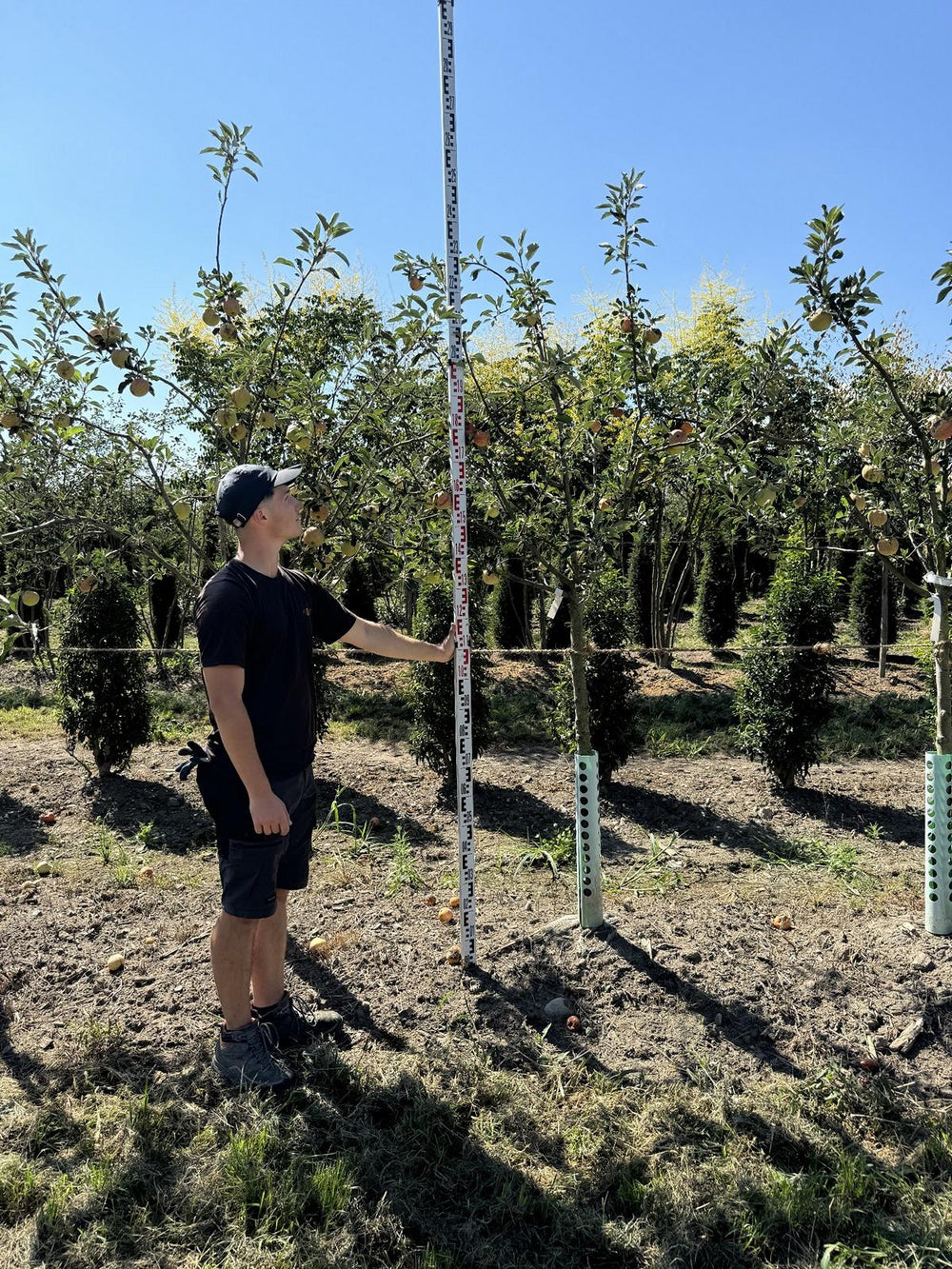 Malus domestica 'James Grieve'