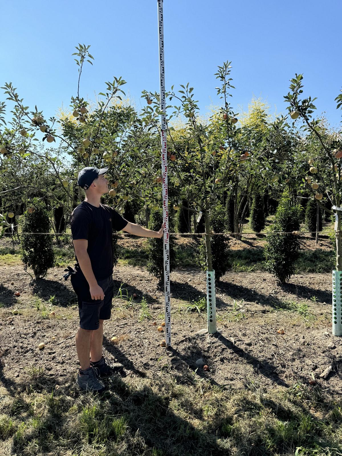 Malus domestica 'James Grieve'