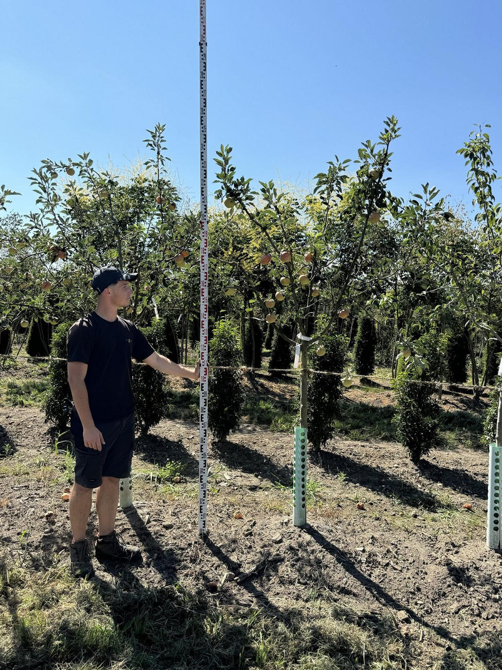 Malus domestica 'James Grieve'