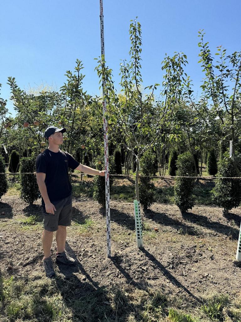 Pyrus communis 'Clapp's Liebling'
