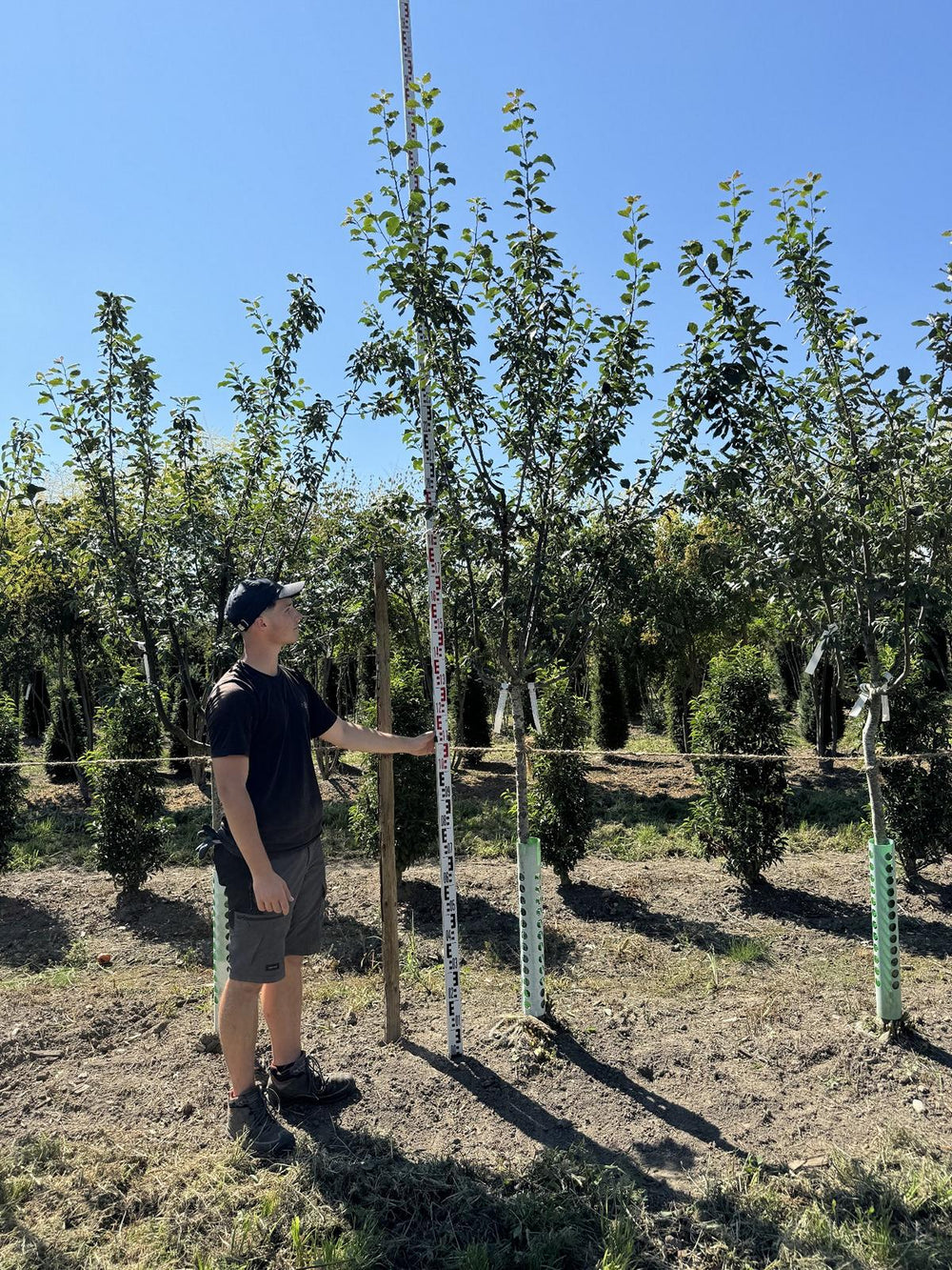 Prunus domestica 'Bühler Frühzwetschge'