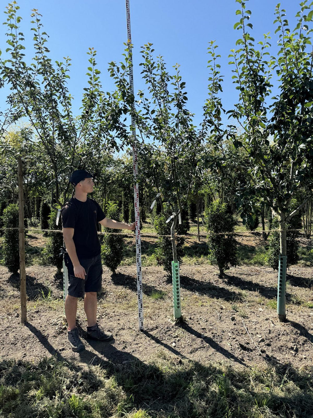 Prunus domestica 'Bühler Frühzwetschge'