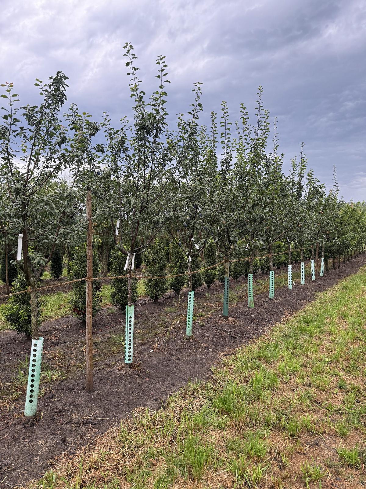 Prunus domestica 'Grosse Grüne Reine Claude'