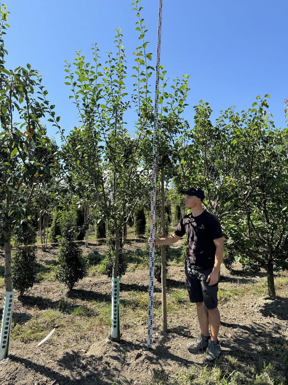 Prunus domestica 'Basler Hauszwetschge'