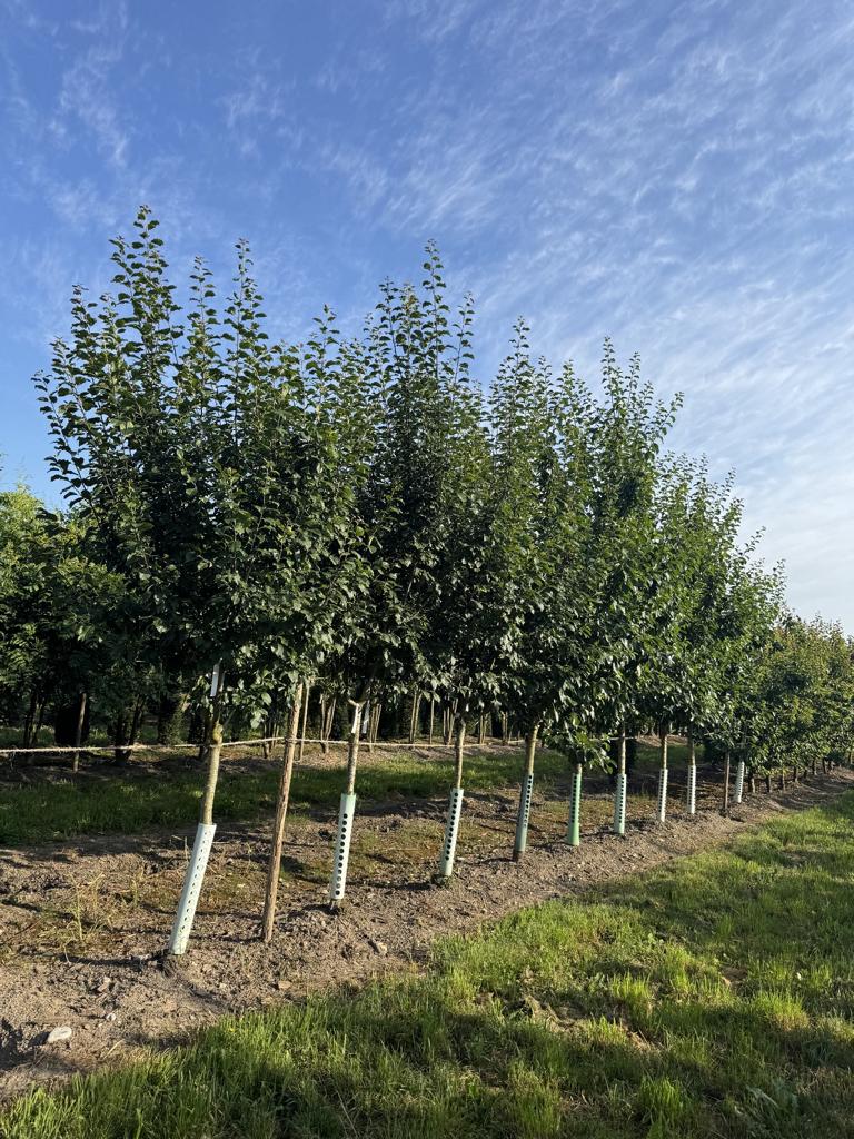 Prunus domestica 'Grosse Grüne Reine Claude'
