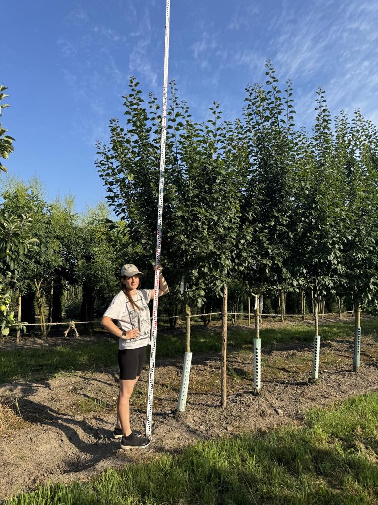 Prunus domestica 'Basler Hauszwetschge'