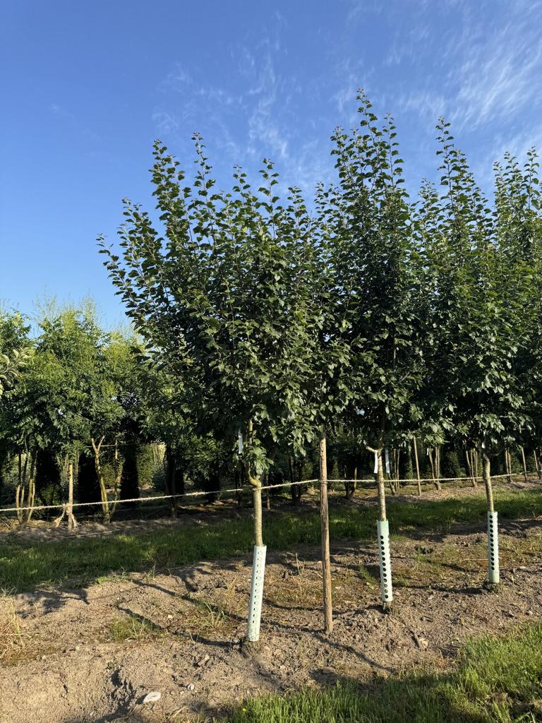 Prunus domestica 'Grosse Grüne Reine Claude'