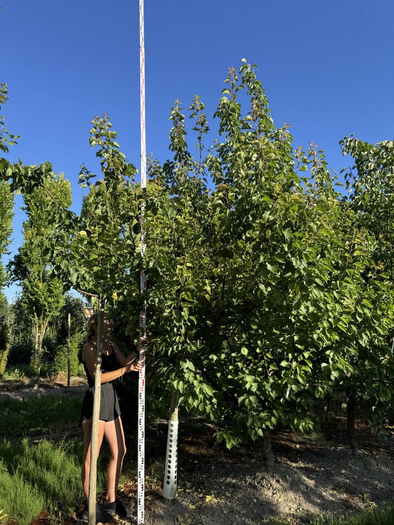 Prunus armeniaca 'Königsaprikose'