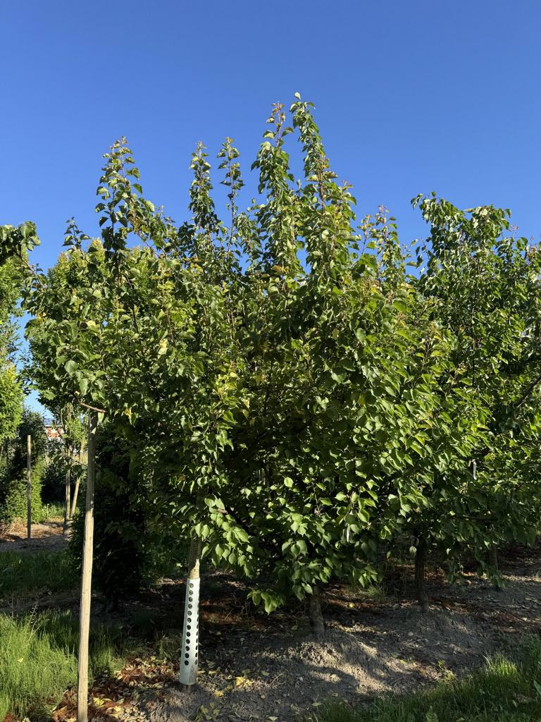 Prunus armeniaca 'Königsaprikose'