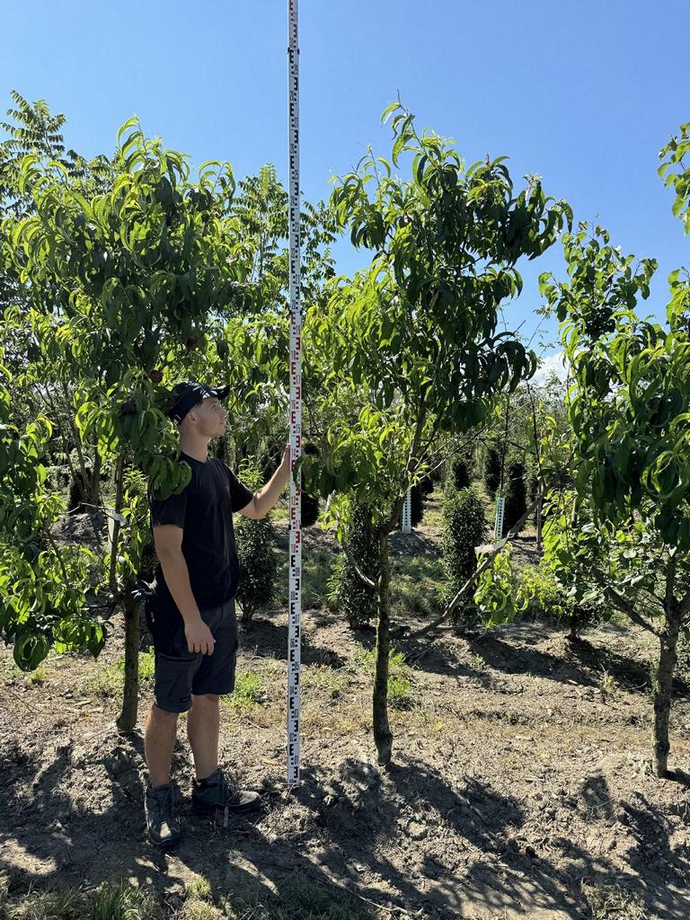 Prunus nucipersica 'Nectared 4'