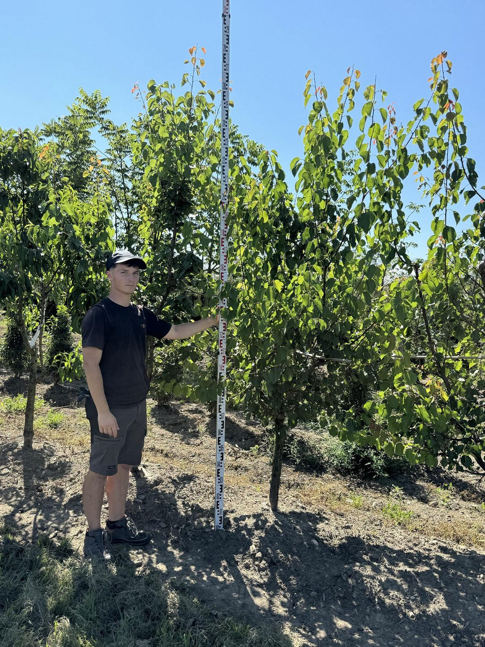 Prunus armeniaca 'Luizet'