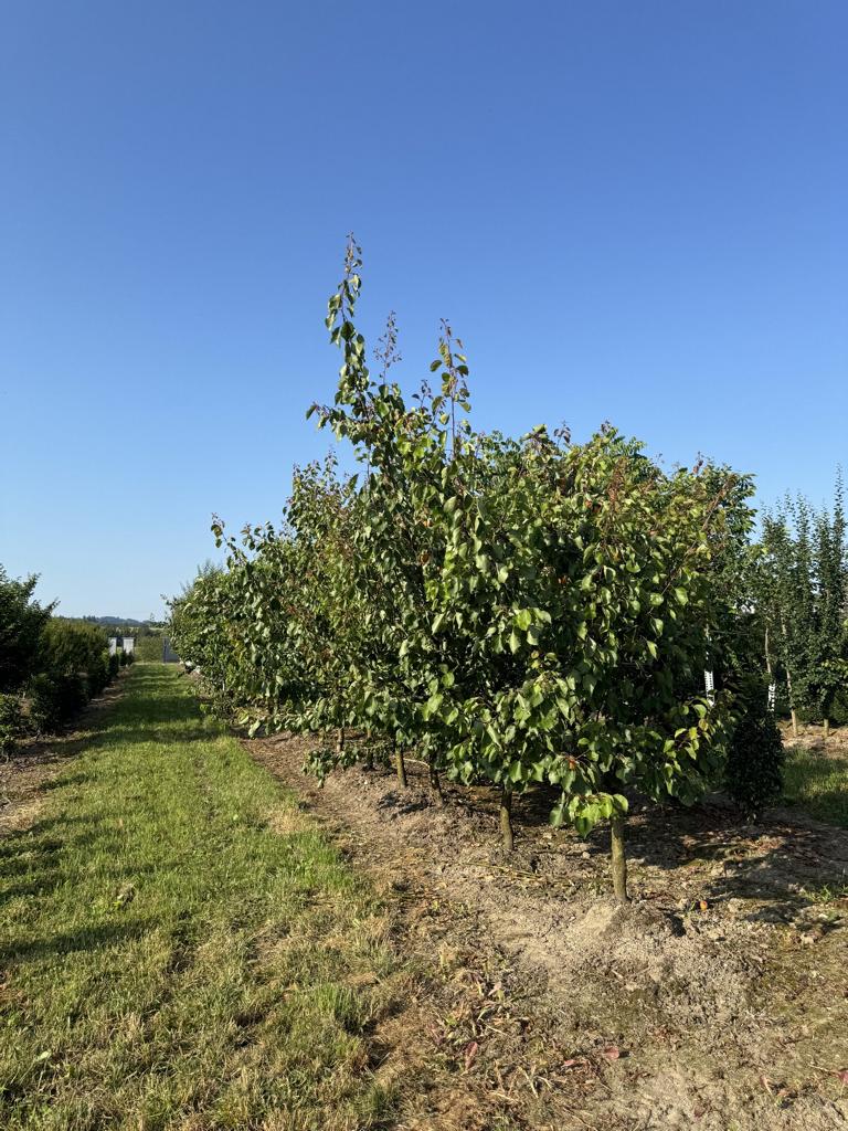Prunus armeniaca 'Orangered'