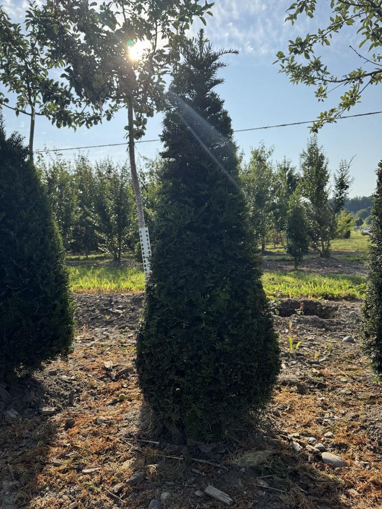 Taxus baccata