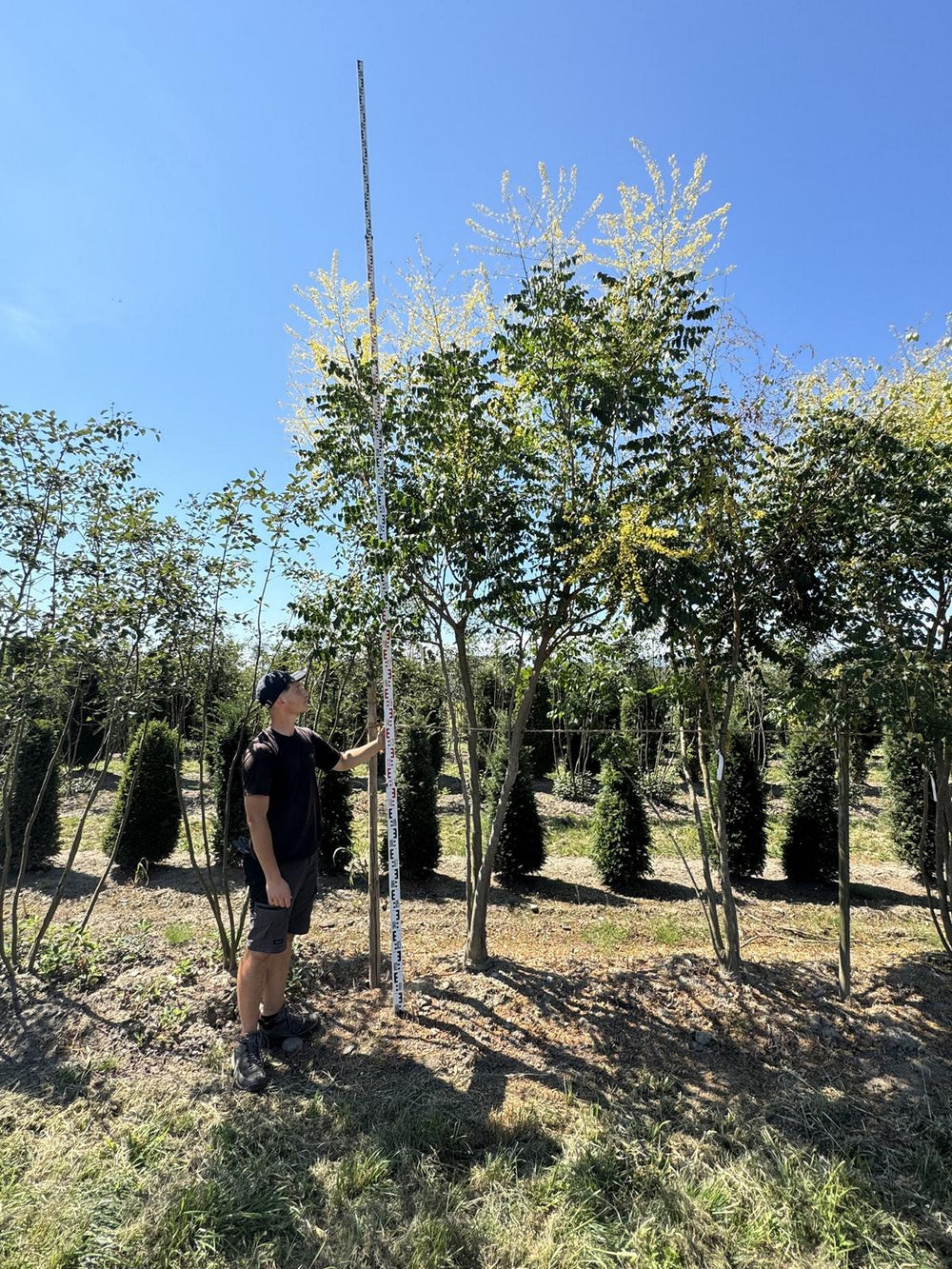 Koelreuteria paniculata