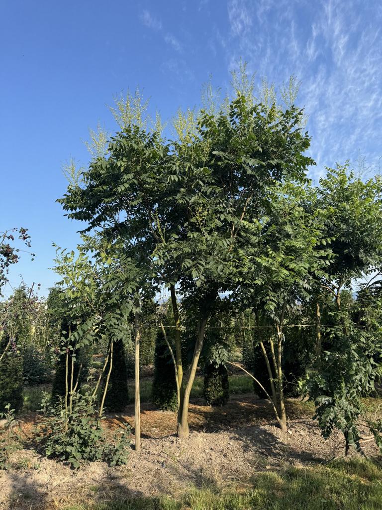 Koelreuteria paniculata