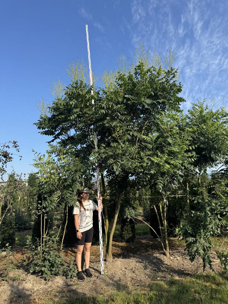 Koelreuteria paniculata
