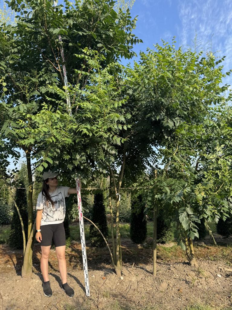 Koelreuteria paniculata