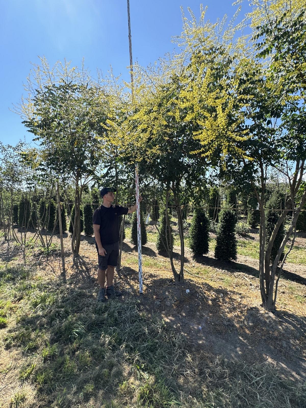 Koelreuteria paniculata