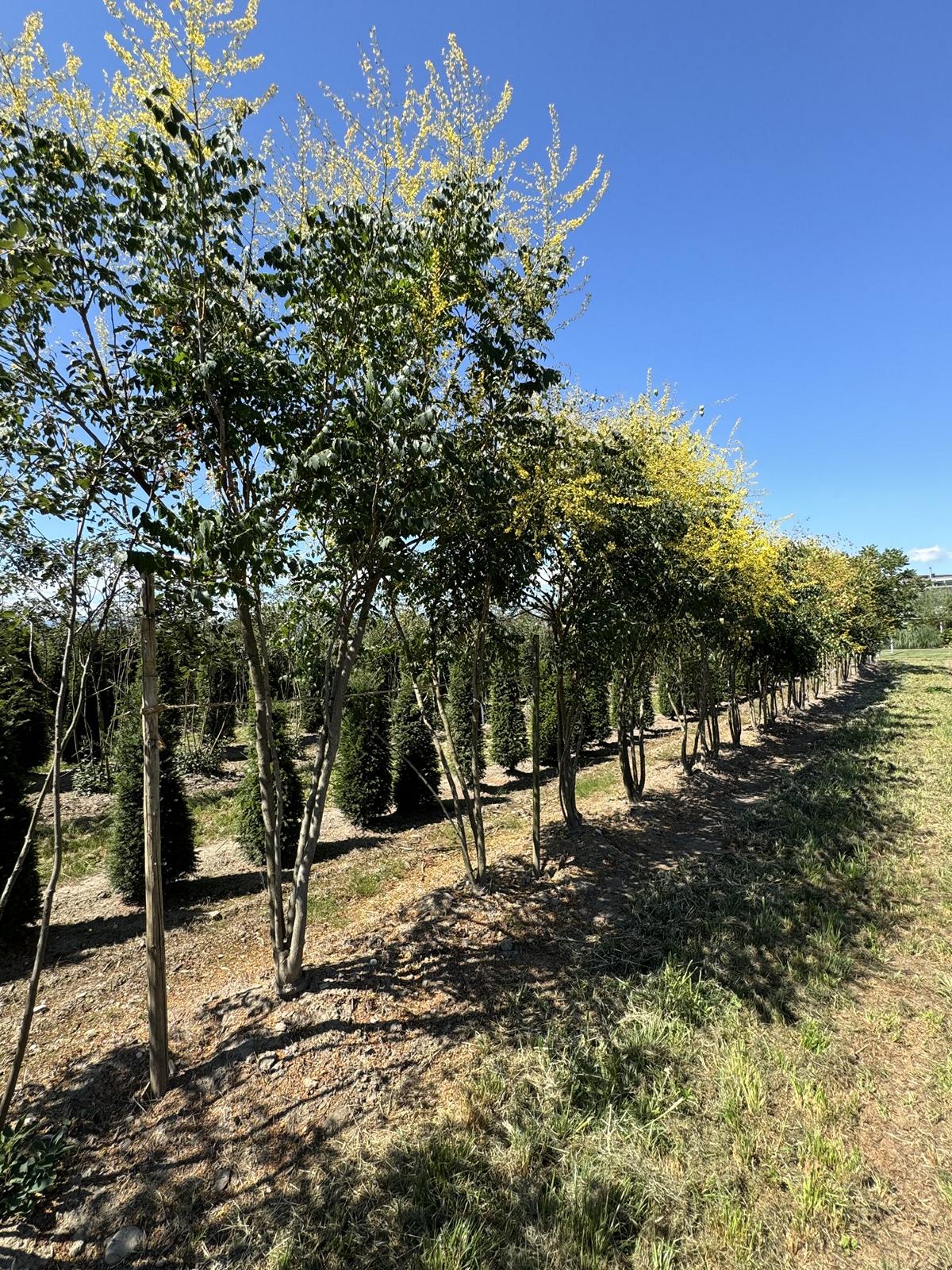 Koelreuteria paniculata