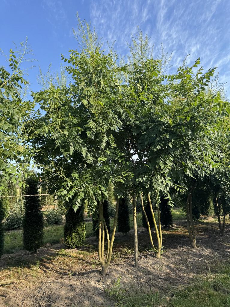 Koelreuteria paniculata