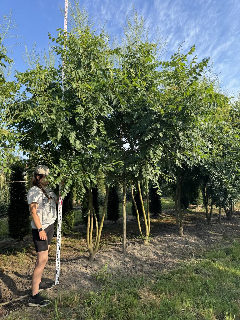Koelreuteria paniculata
