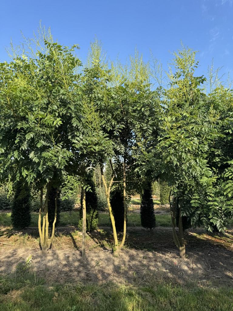 Koelreuteria paniculata