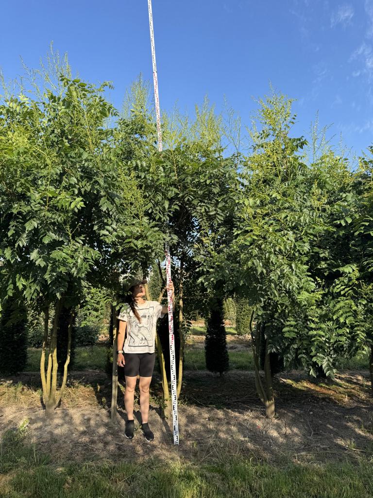 Koelreuteria paniculata